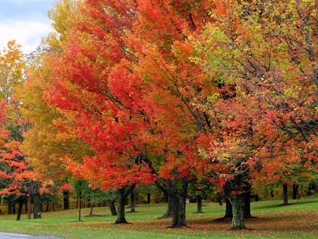 sugar maple fall color