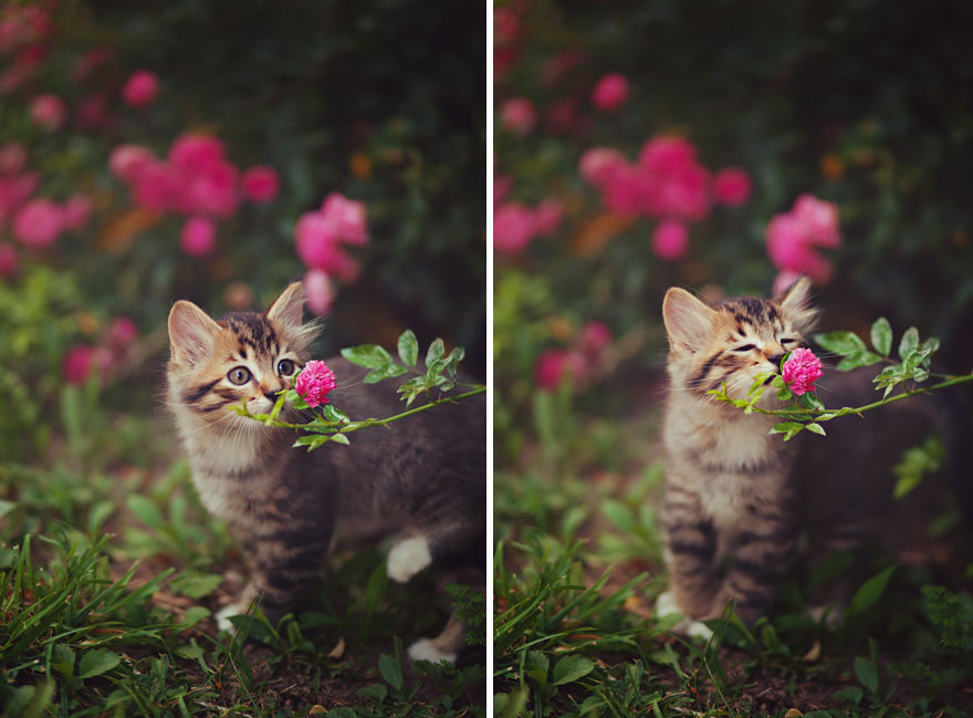 kitten sniffing flower
