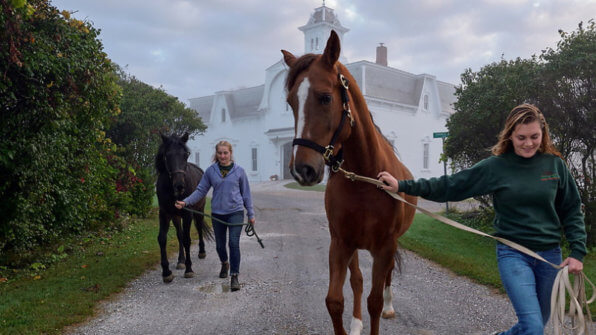 students leading horses from the horse barn