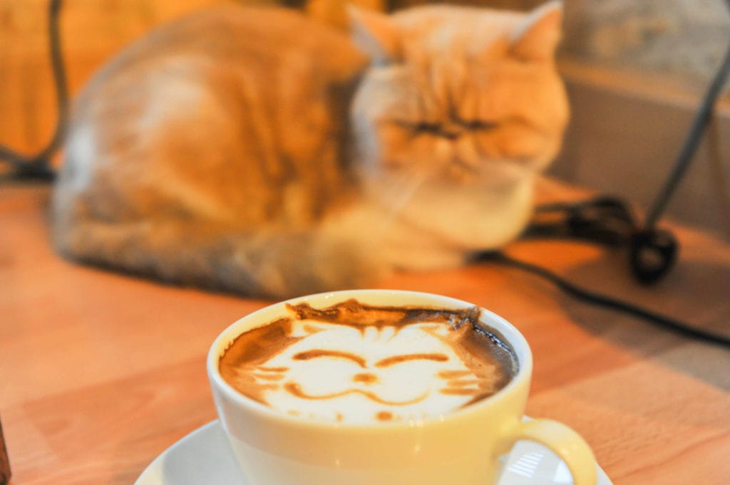 cat coffee art