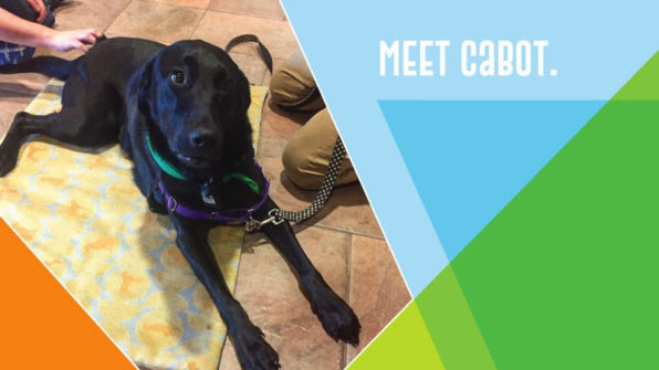 Cabot the therapy dog