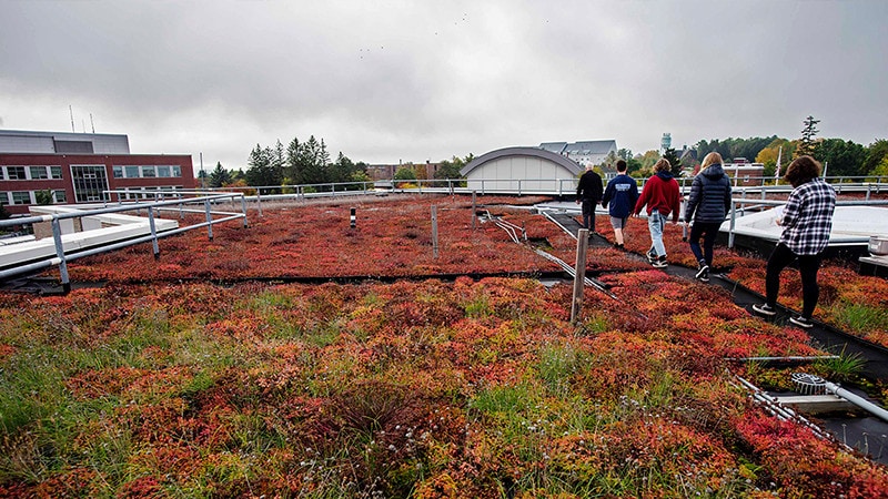 students studying plants on the green roof