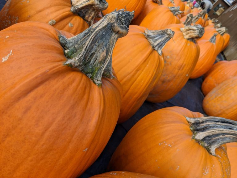 a variety of pumpkins