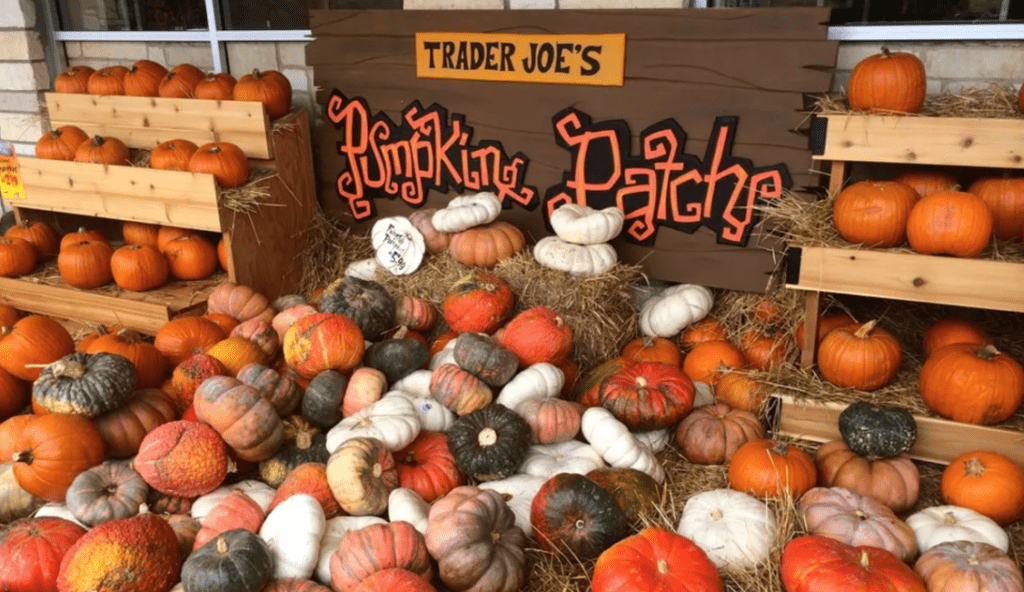 pumpkins laid out all over the place at trader joes