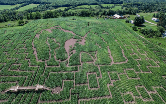 Arial shot of a large cornmaze