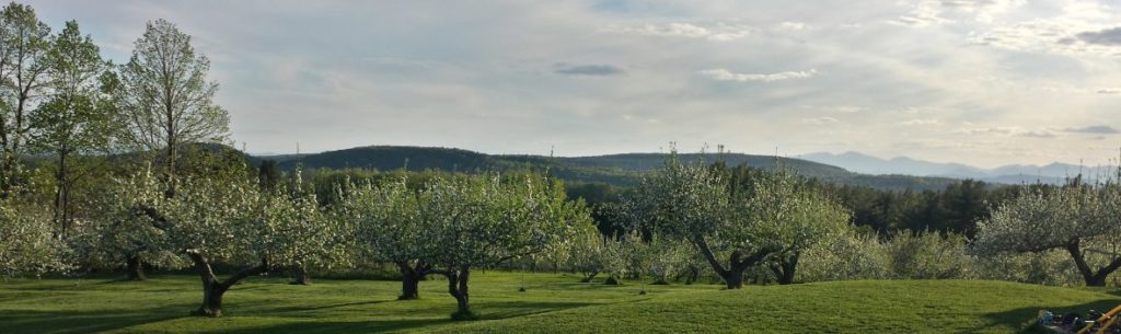 rolling vermont mountains behind an orchard of apple trees