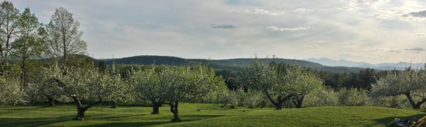 rolling vermont mountains behind an orchard of apple trees