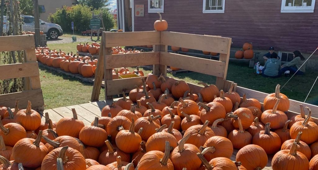 pumpkins in the back of a truck and along the side of a barn