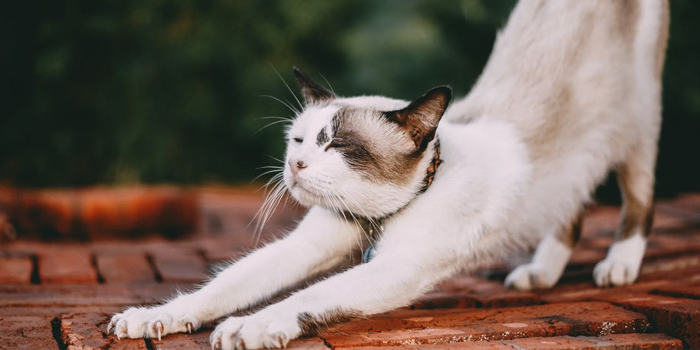 a cat stretching