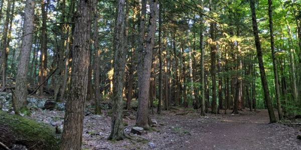green forest and a small footpath