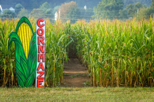 thumbnail for Corn Maze at Sam Mazza’s Farm Market