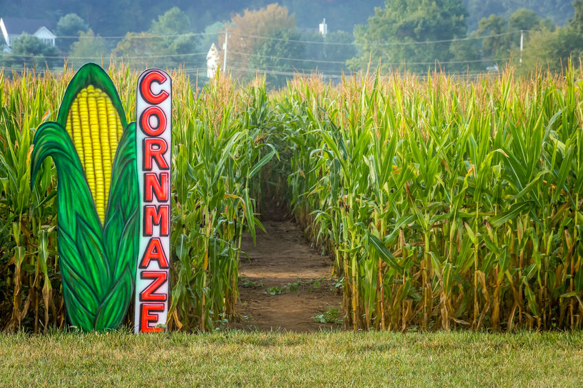 Corn Maze at Sam Mazza’s Farm Market - UVM Bored