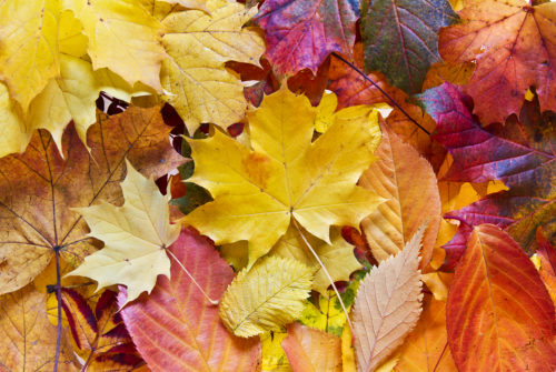 colorful autumn fall leaves