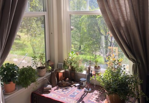 Plants in Window