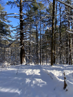 forested area with snow covering the ground and resting on top of bare tree branches