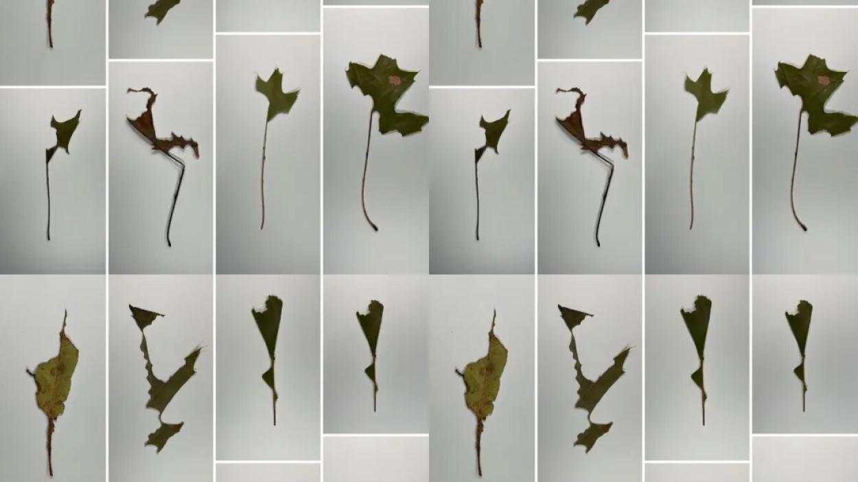 photos of torn leaves on a white background