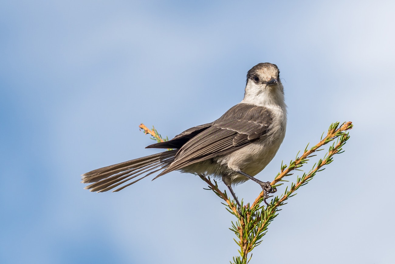 white bird with a grey body perched on a thin evergreen branch