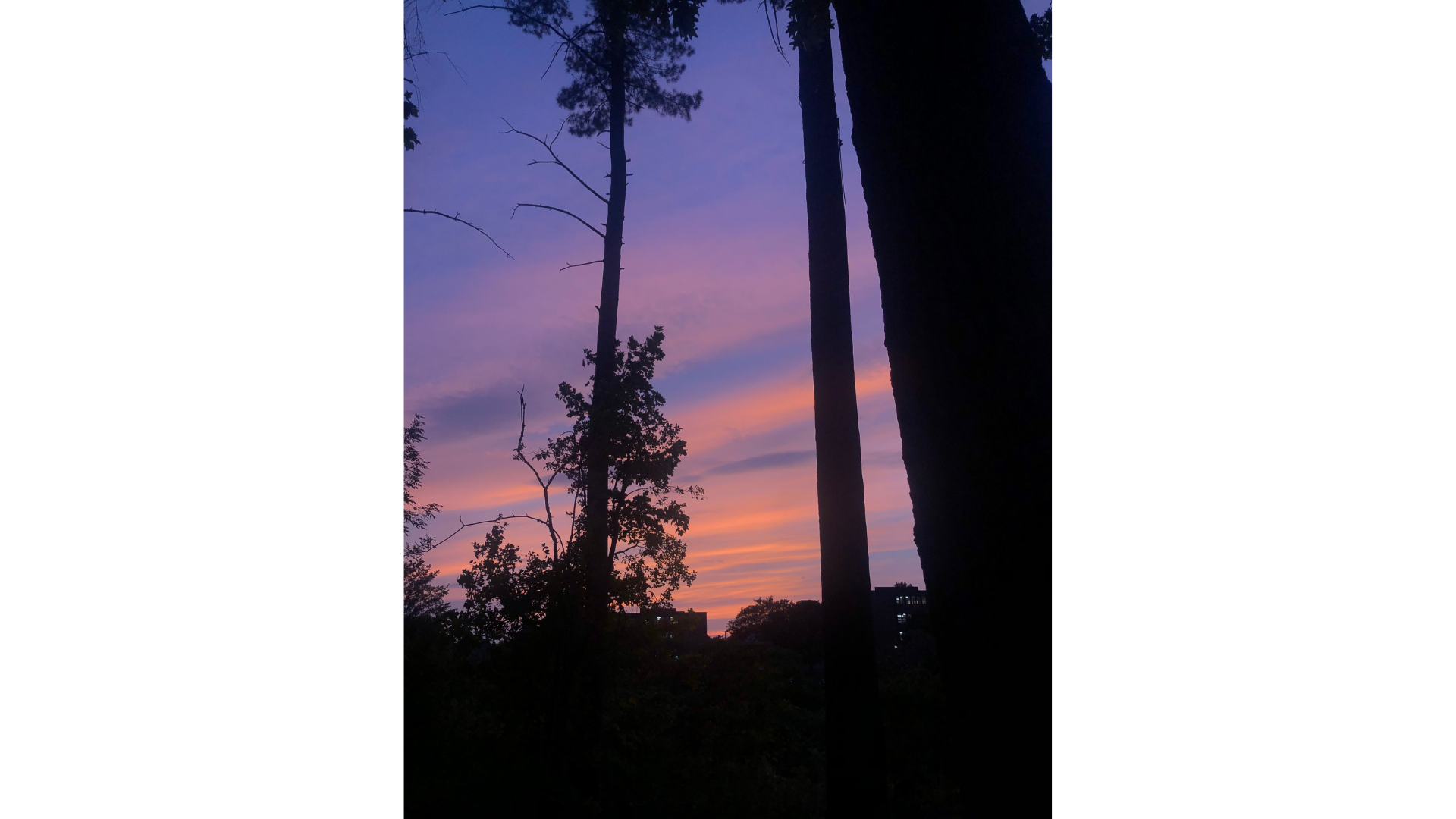 a purple and orange sky with tall shadowed trees in the foreground