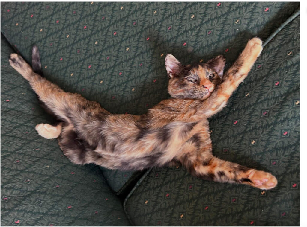 cat